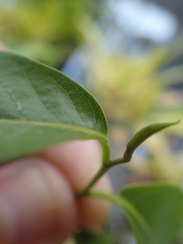 Polyalthia longifolia image