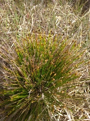 Trichophorum cespitosum germanicum