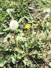 Taraxacum officinale