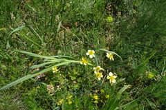 Ranunculus oxyspermus
