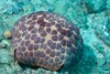 Pillow Cushion Star - Photo (c) Joi Ito, some rights reserved (CC BY)