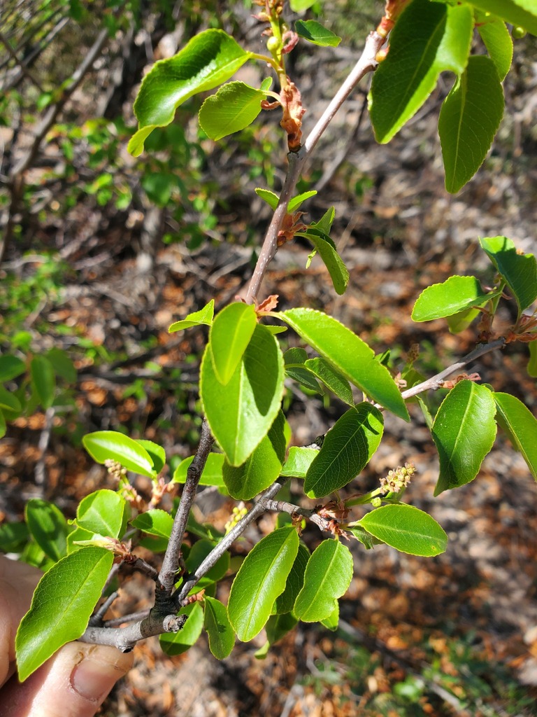 Prunus serotina virens from Jeff Davis County, TX, USA on April 26 ...