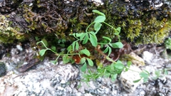 Ceratocapnos claviculata