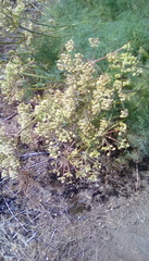 Lomatium klickitatense