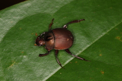 Hansreia affinis