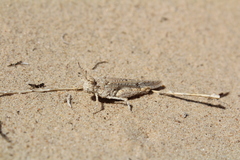 Cibolacris samalayucae