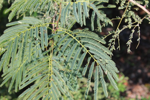 Senegalia galpinii