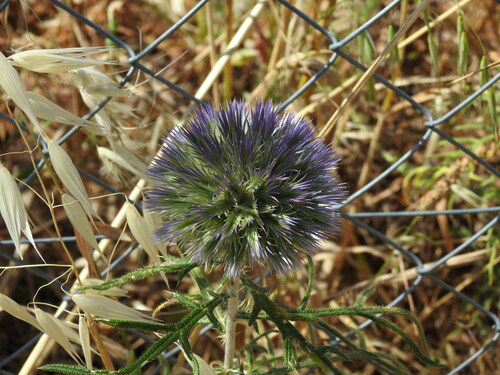 Image of Echinops strigosus by (c) Duarte Frade, some rights reserved (CC BY)