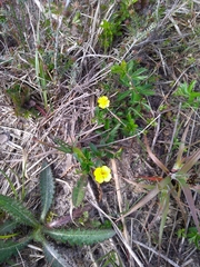 Potentilla erecta
