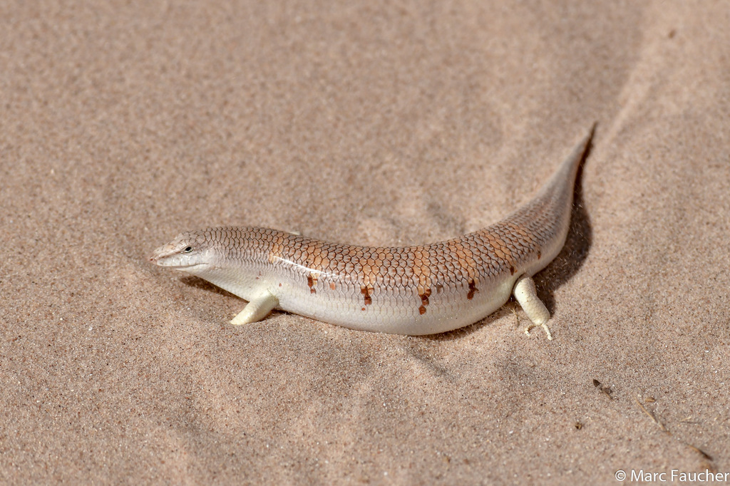 Western Sandfish