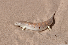 Western Sandfish photo 1