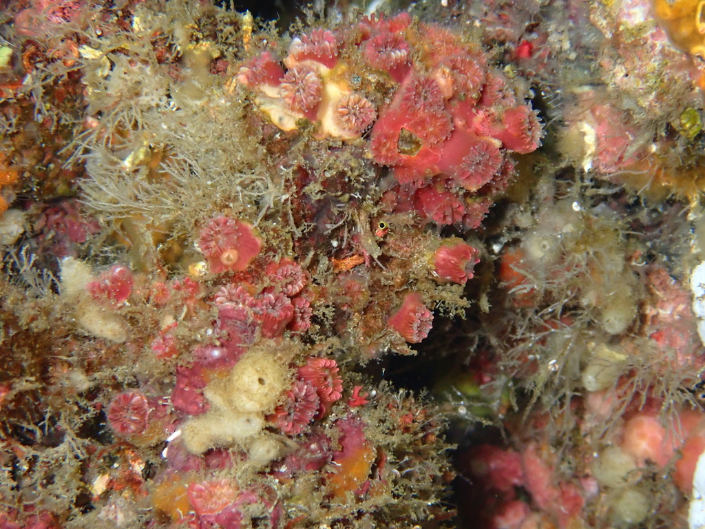 Polycyathus isabela
