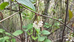Viburnum erubescens