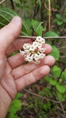 Viburnum erubescens