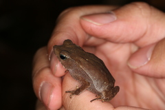 Rhinella margaritifera