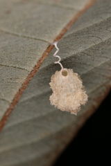 Microstigmus