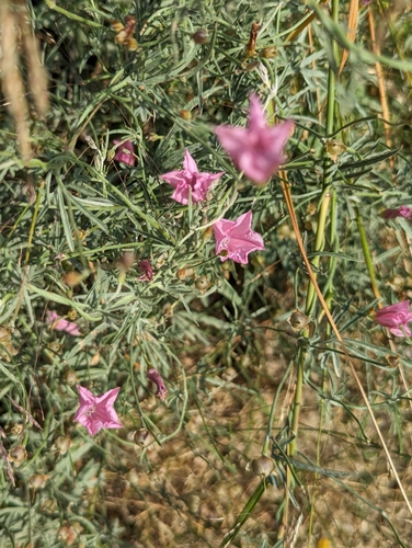 Image of Convolvulus elegantissimus by no rights reserved