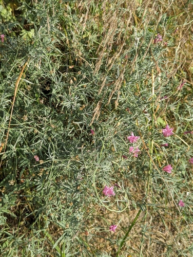 Image of Convolvulus elegantissimus by no rights reserved