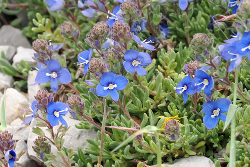 Veronica erinoides