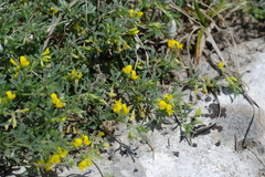 Medicago rupestris