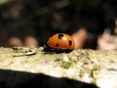 Coccinella magnifica