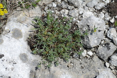 Medicago rupestris