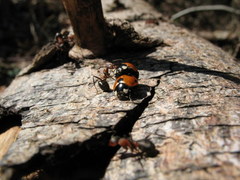 Coccinella magnifica