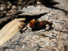 Coccinella magnifica