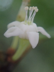 Erythroxylum sechellarum