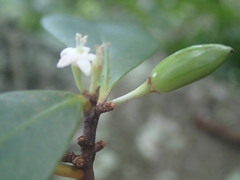 Erythroxylum sechellarum