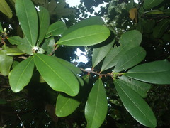 Erythroxylum sechellarum