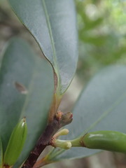 Erythroxylum sechellarum