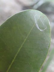 Erythroxylum sechellarum