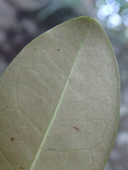 Erythroxylum sechellarum