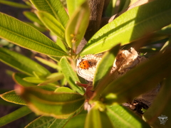 Hippodamia convergens