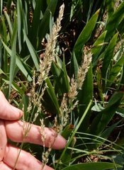 Poa arachnifera