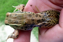Lithobates sphenocephalus utricularius