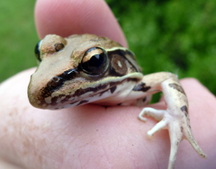 Lithobates sphenocephalus utricularius