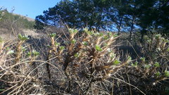 Astragalus arnacantha