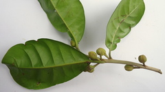 Pouteria grandiflora