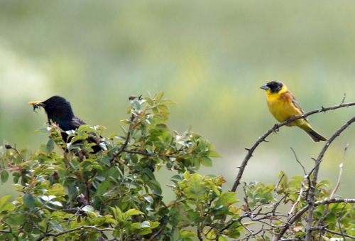 Escribano cabecinegro (Emberiza melanocephala)
