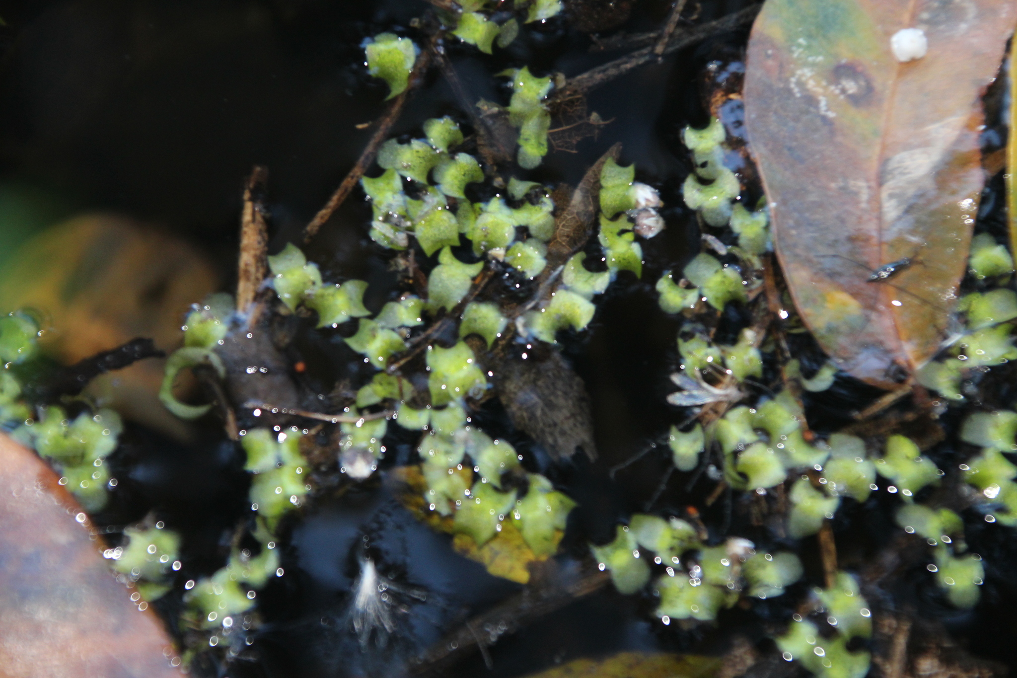 Pond Bogmat (Wolffiella welwitschii)