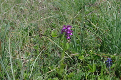 Anacamptis morio caucasica