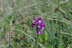 Anacamptis morio caucasica