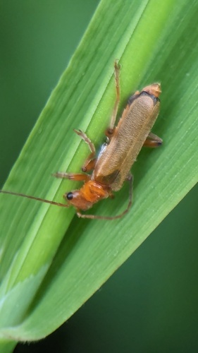 Cantharis cryptica, Noordwijkerhout, Nederland, photo 9 of 10