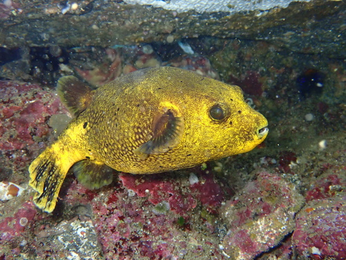 Guineafowl Puffer