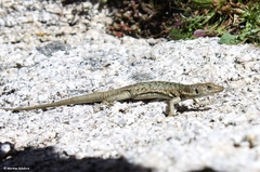 Archaeolacerta bedriagae