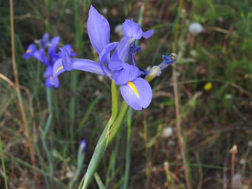 Image of Iris xiphium by (c) Duarte Frade, some rights reserved (CC BY)