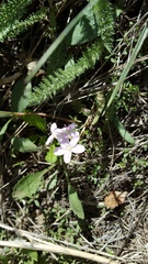 Claytonia