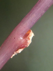 Seychellaria thomassetii